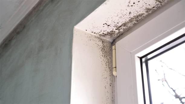 Environmental Consulting for Mold Prevention in Mountain Green, UT