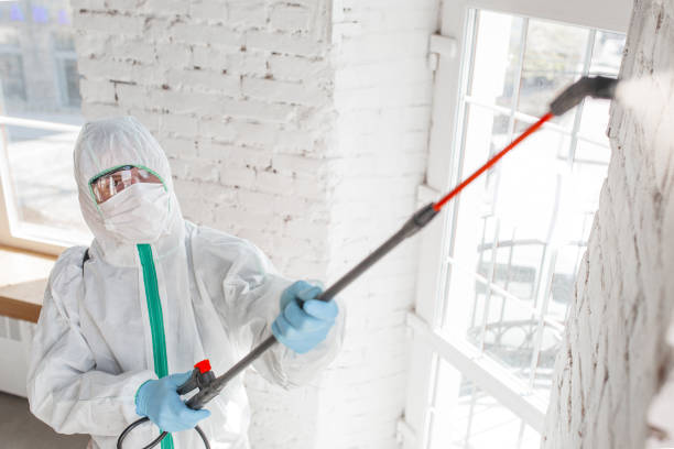 Best Black Mold Removal  in Mountain Green, UT