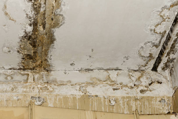 Best Environmental Consulting for Mold Prevention  in Mountain Green, UT